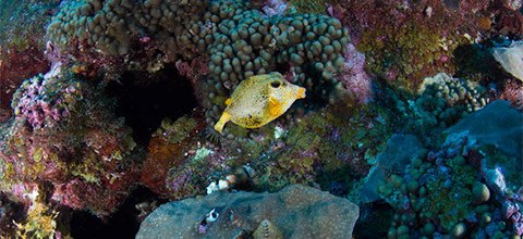 photo of yellow fish and coral