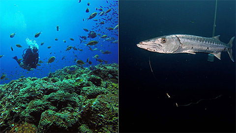 left: diver near coral reef; right: fish