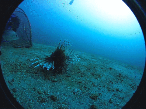 animated gif of a lionfish swimming into a trap and the trap closing
