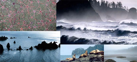 photo montage of birds and sealife