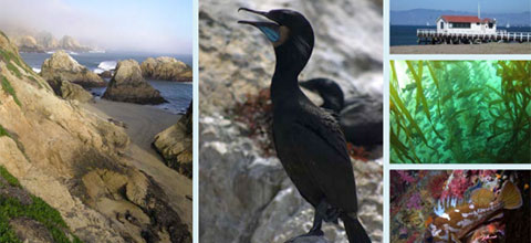 photo montage of birds and sea grass