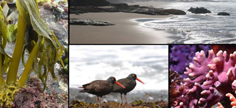 photo montage of birds and sea grass