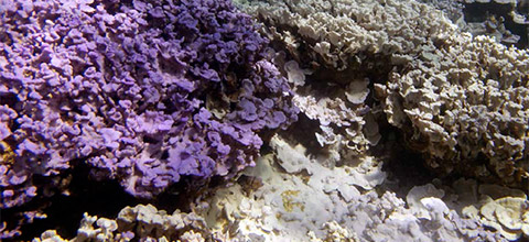 photo of purple and white coral