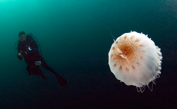 diver and jellyfish