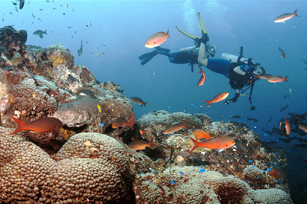diver swimming above coral reef