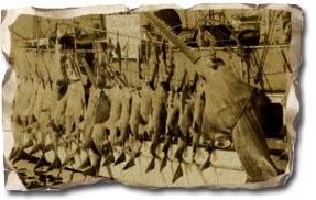 Shark Fishery. (Photos from Monroe County Library, Newspaper Clipping from US National Archives) 