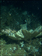 Image taken from Delta submersible: lingcod perching on a white basket sponge.