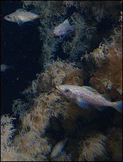 Image taken from the Delta submersible: juvenile bocaccio (Sebastes paucipinis) in Christmas tree coral