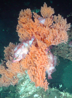 fish with coral