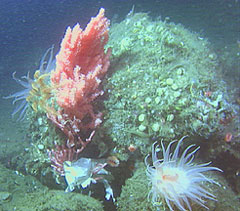 Deepwater coral colonies host many organisms: feather stars, sea anemones, cup corals, brachiopods, sponges. The large pink coral is x. Photo: Olympic Coast NMS