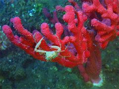 decorator crab on a gorgonian coral