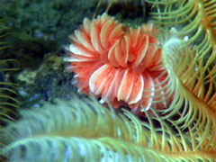 cup coral