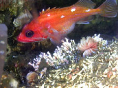 rockfish in coral