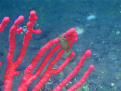 shark case on a gorgonian coral