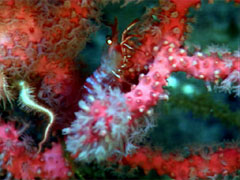 shrimp on a coral