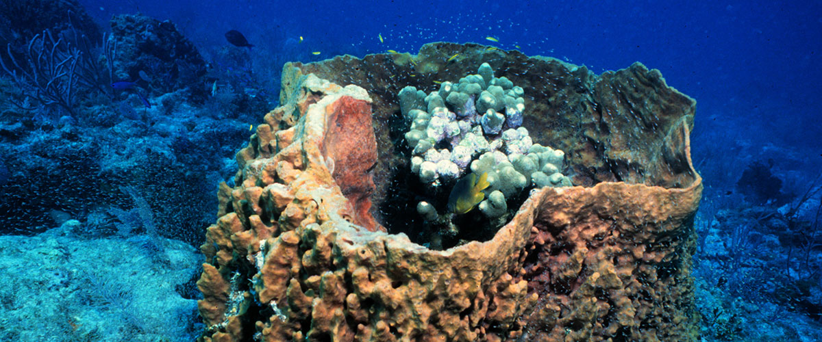 photo of barrel sponge