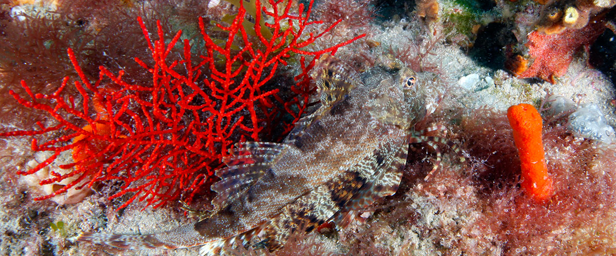 photo of coral and a grouper