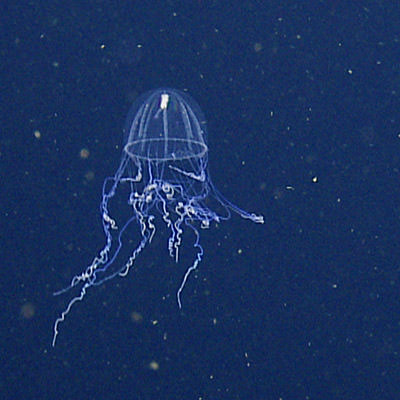 jellyfish spotted near the santa barbara basin