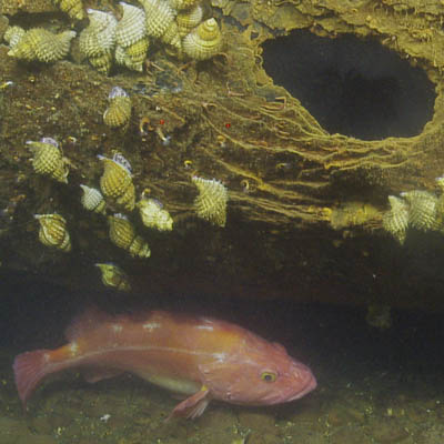 A fish hides in the wreck of the SS Coast Trader