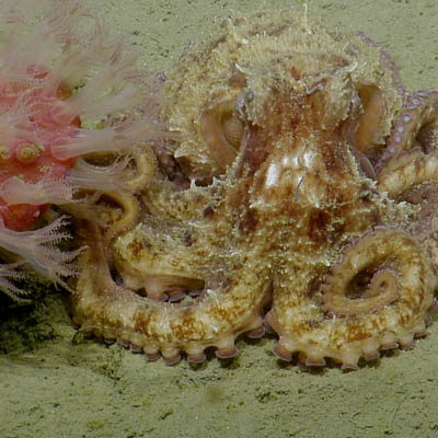 octopus was spotted on an ROV dive near Olympic Coast National Marine Sanctuary