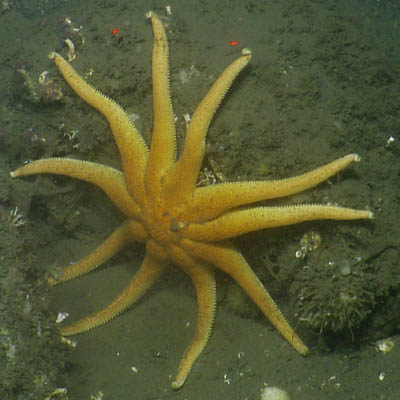 sea star in quinault canyon