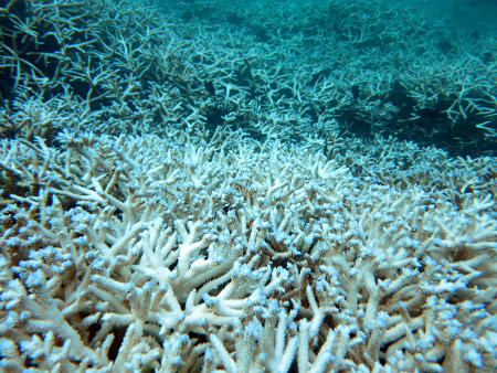 close up view of Coral bleaching