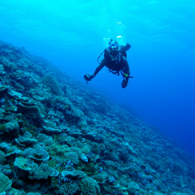 diver swimming over coral reef