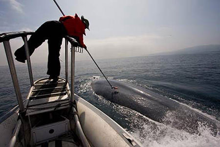 photo of person tagging a blue whale