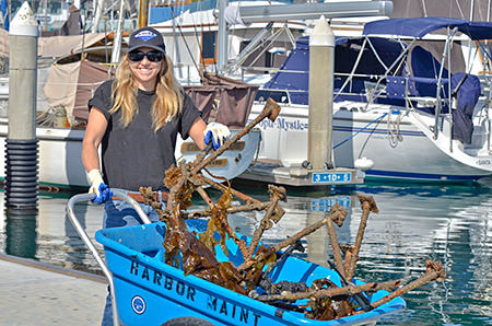 volunteer removing marine debris