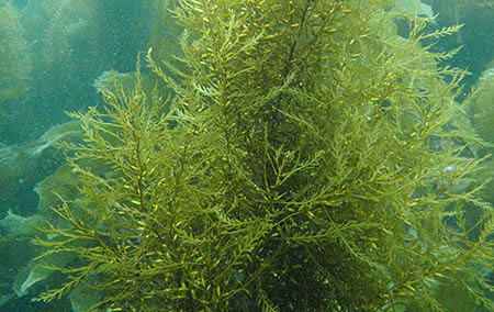 photo of invasive sea grass