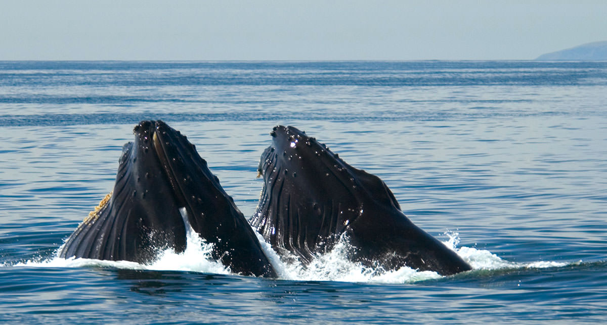 humpback whales swimming