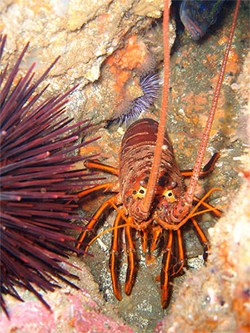 photo of a spiny lobster