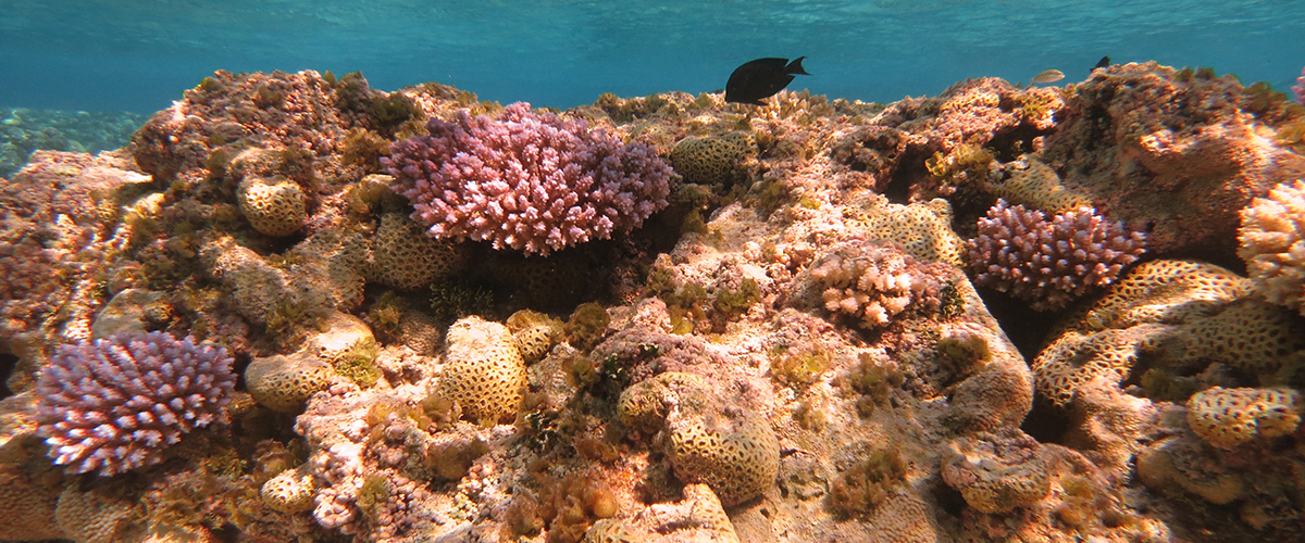Reef of Flower Garden Banks National Marine Sanctuary