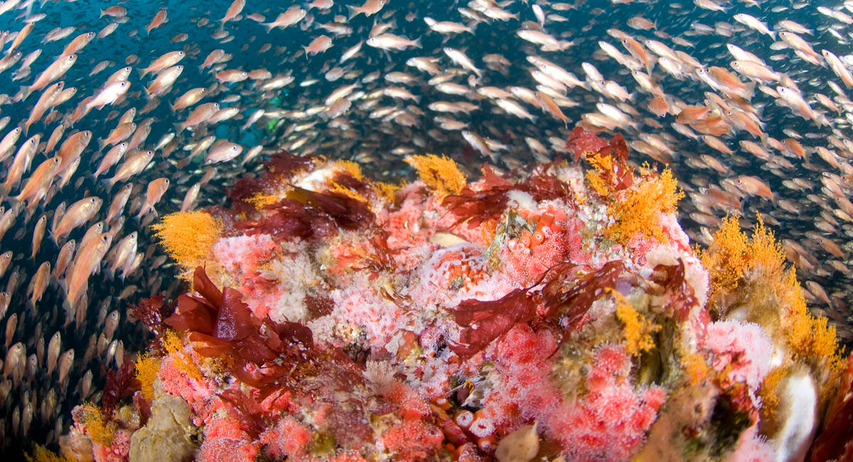 juvenile rockfish swim over invertebrate covered reef crest