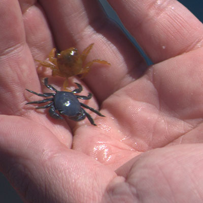 photo of a hand holding 2 small crabs