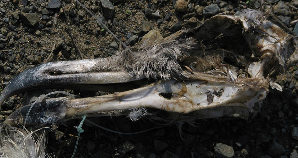 bird skull with fishing line wrap through the beak
