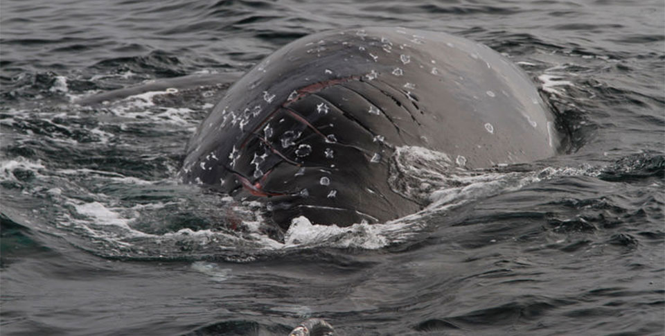 humpback whale with injuries from a ship's propeller