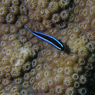 Neon Goby on Coral