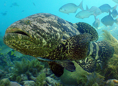 goliath grouper in the Floriday Keys