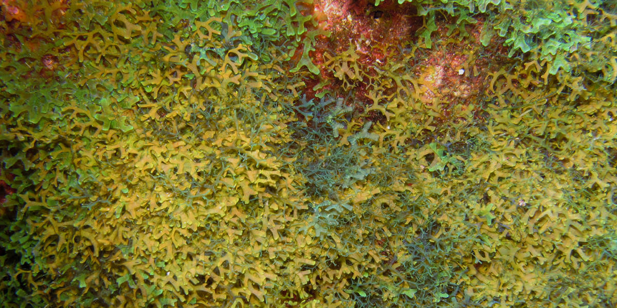close up of Ciguatera growth on algae