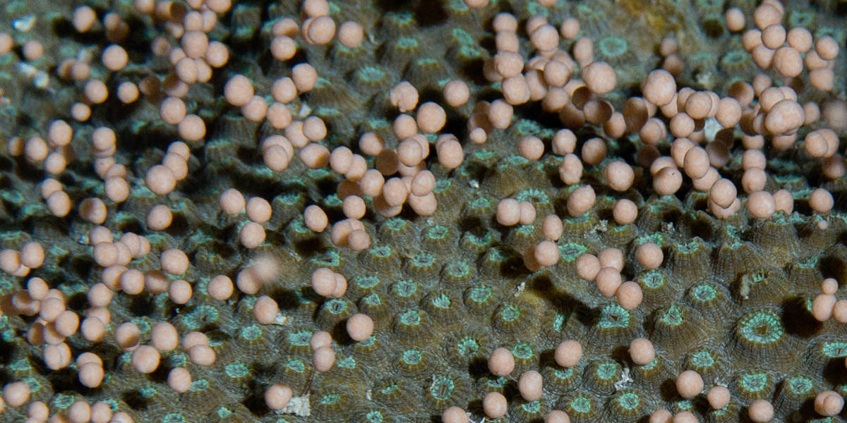 close up view of coral during a spawning event