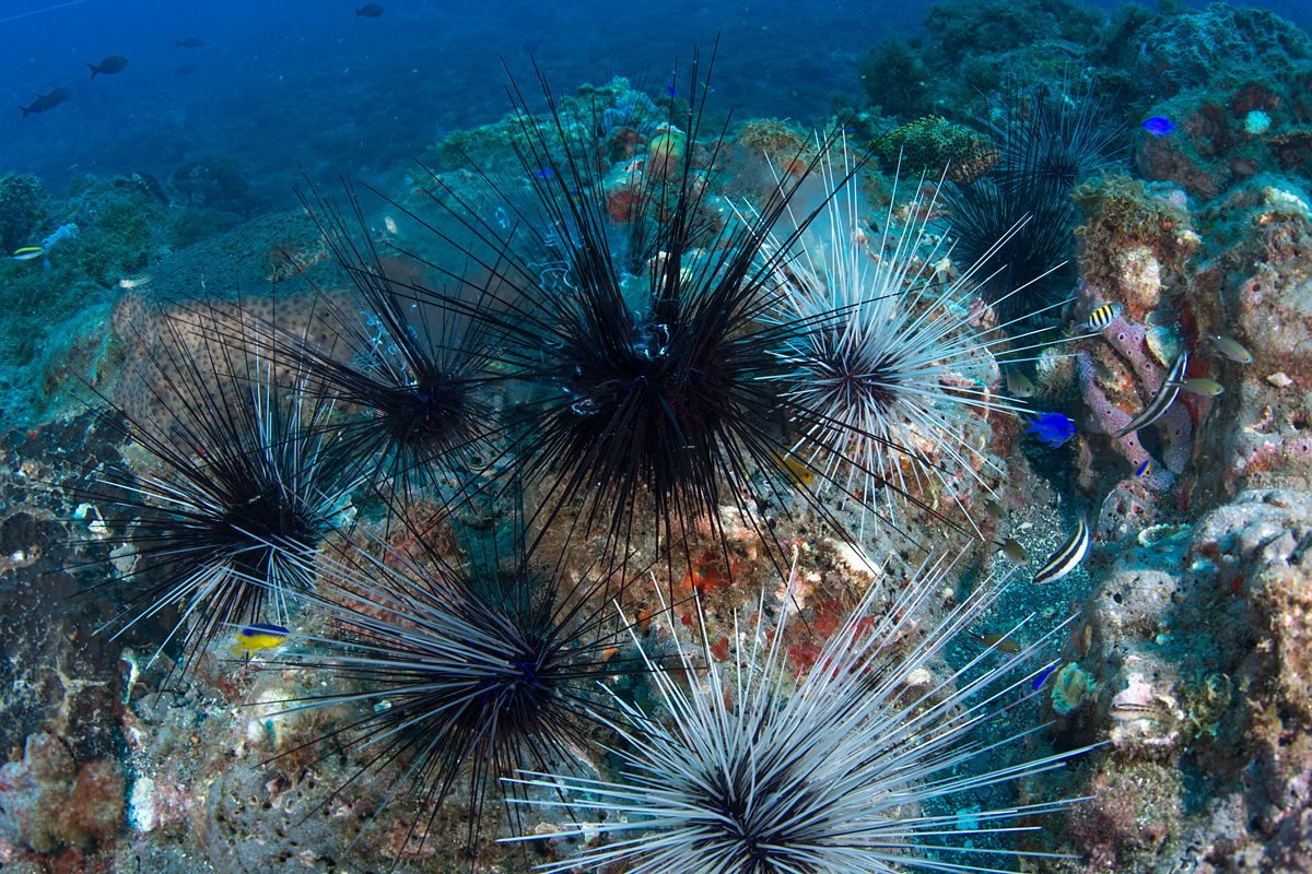 Long-spined urchin, Diadema antillarum