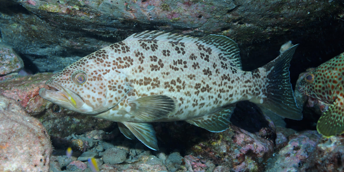 grouper swimming near a rocks