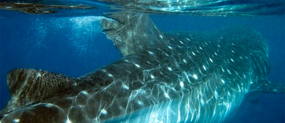 whale shark with injuries most likely from vessel strikes