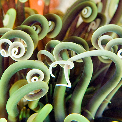 anemone close up