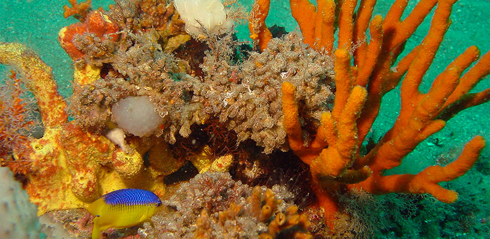 sponges, corals and other invertebrates