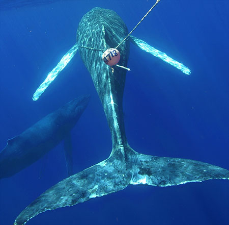 Whale entangled in marine debris