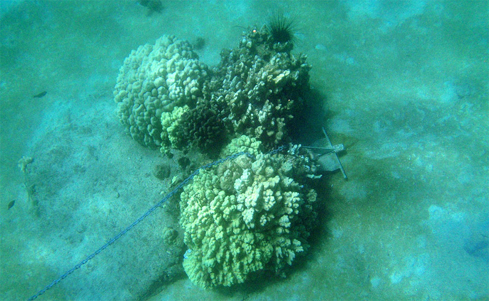 Anchor Coral