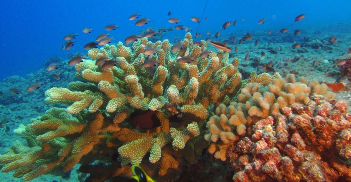 Coral colony and fish