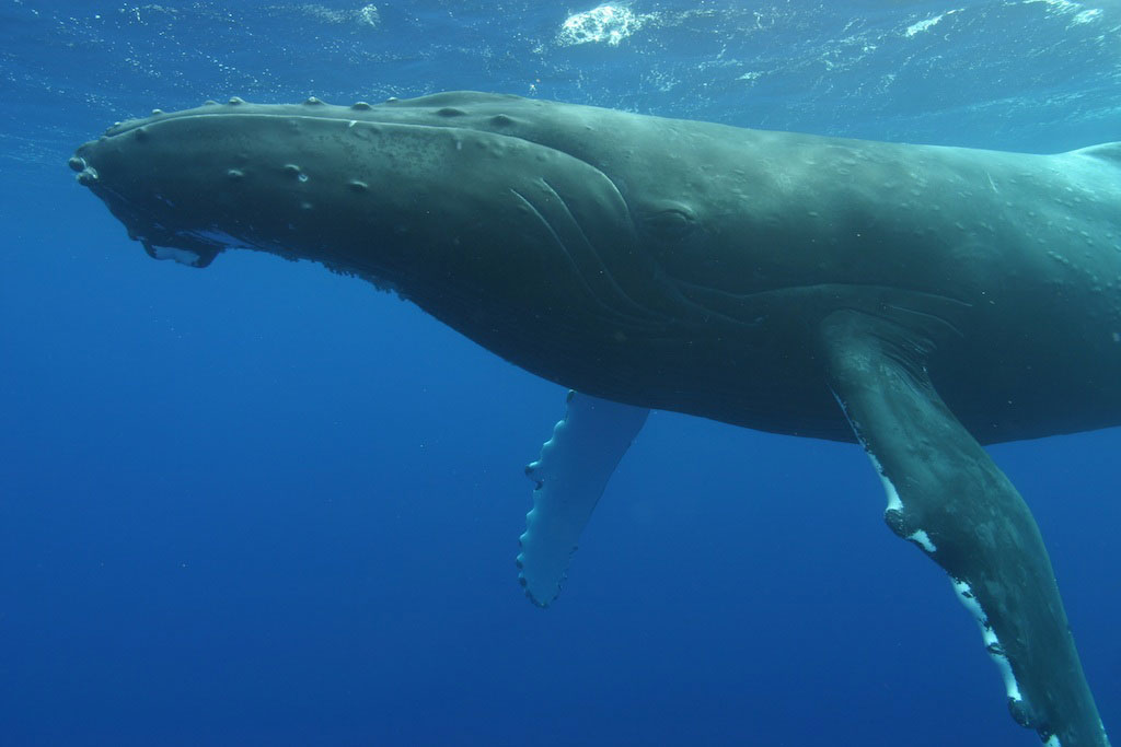 Humpback Whale Hawaii